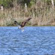 Balbuzard pêcheur après une pêche réussie