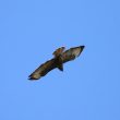 Buse variable