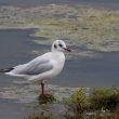 Mouette rieuse