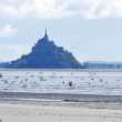 Un Flamant des Caraïbes en baie du Mont-Saint-Michel