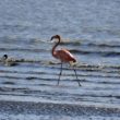 Un Flamant des Caraïbes en baie du Mont-Saint-Michel