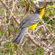 Des nouvelles des oiseaux des Caraïbes après le passage de l’ouragan Irma