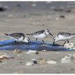 Méduses et bécasseaux sanderling