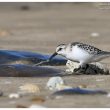 Bécasseau sanderling et méduse échouée