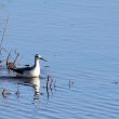 Phalarope de Wilson en Vendée