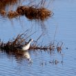 Phalarope de Wilson