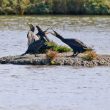 Prise de bec entre Grands Cormorans