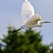 Aigrette garzette en vol