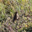 Pipit farlouse