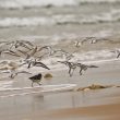 Bécasseaux sanderlings en vol