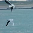 Mouettes pygmées