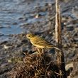 Pipit farlouse