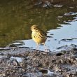 Pipit farlouse