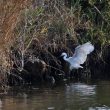 Aigrette garzette