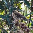 Pipit farlouse