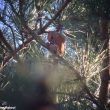 Bec-croisé perroquet dans la Somme