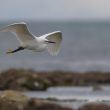 Aigrette garzette en vol