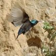 Oiseaux pollinisateurs : gérer le taux de nicotine des fleurs