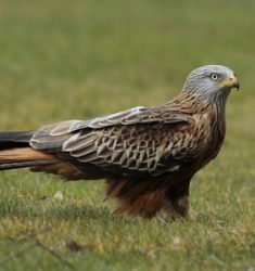 3ème colloque d’ornithologie du Grand Est