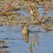 Pipit farlouse prenant un bain