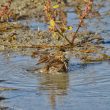 Pipit farlouse prenant un bain