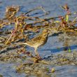 Pipit farlouse