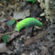 Les insectes peuvent produire des sons pour effrayer les oiseaux