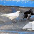 Les corvidés sont aussi des prédateurs des rongeurs