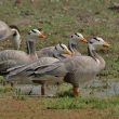 La population sauvage mondiale d’Oies à tête barrée aurait doublé en 20 ans