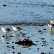 Bécasseaux sanderlings