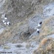 À la découverte des oiseaux du massif du Sancy (Puy-de-Dôme)