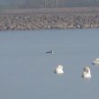 Plongeon arctique sur le lac de Madine