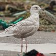 Goéland à ailes blanches à Boulogne-sur-Mer