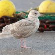 Goéland à ailes blanches à Boulogne-sur-Mer