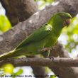 La Conure de Socorro devrait être élevée au rang d’espèce distincte