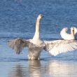 Jeune Cygne tuberculé