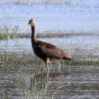 Ibis falcinelle au bord de la Manche