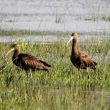 Ibis falcinelles au bord de la Manche