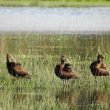 Ibis falcinelles au bord de la Manche