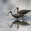 Ibis falcinelles dans l’Yonne