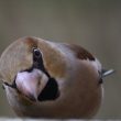 Gros-bec cassenoyaux visitant une mangeoire