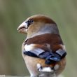 Gros-bec cassenoyaux visitant une mangeoire