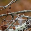 Grosbec cassenoyaux dans les Landes