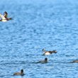 Fuligules morillons et Foulques macroules