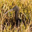 Ibis falcinelle dans le delta de l’Ebre