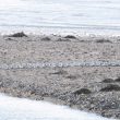 Bécasseaux sanderlings dans le sens du vent