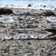 Bécasseaux sanderlings dans le sens du vent