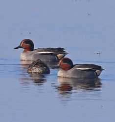 52ème comptage international « Wetlands » des oiseaux aquatiques