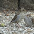 Moineau domestique et son jeune