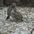 Moineau domestique nourrissant son jeune